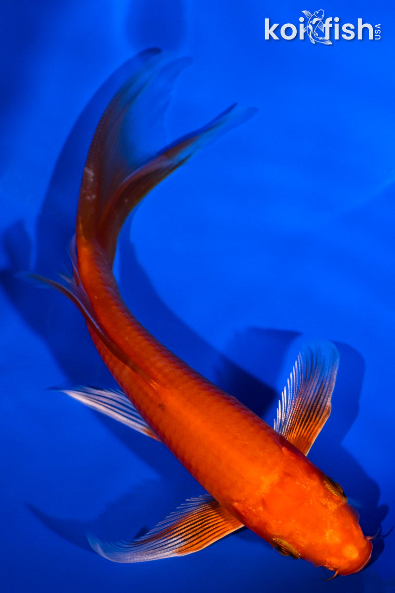 5.5" ORENJI OGON BUTTERFLY