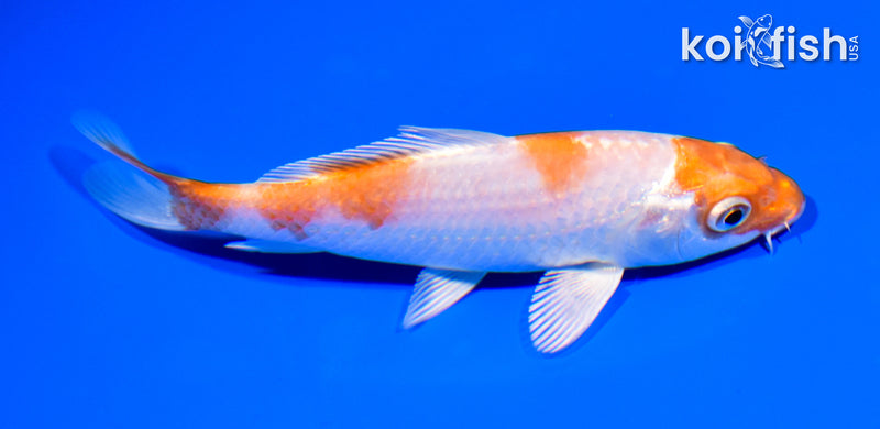 5.25" HARIWAKE