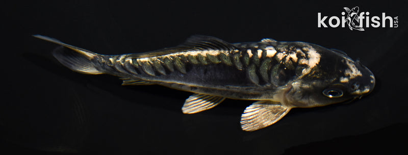 5.5" ARAGOKE KIKOKURYU