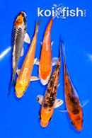 PACK OF (5) 4" MIXED STANDARD KOI