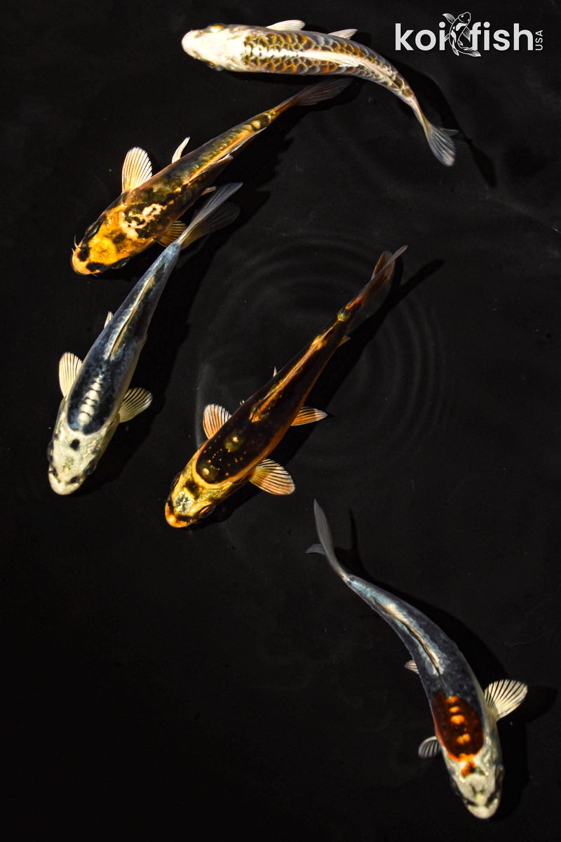 PACK OF (5) 3-4" STANDARD GHOST KOI