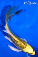 5.5" GINRIN KI MATSUBA BUTTERFLY