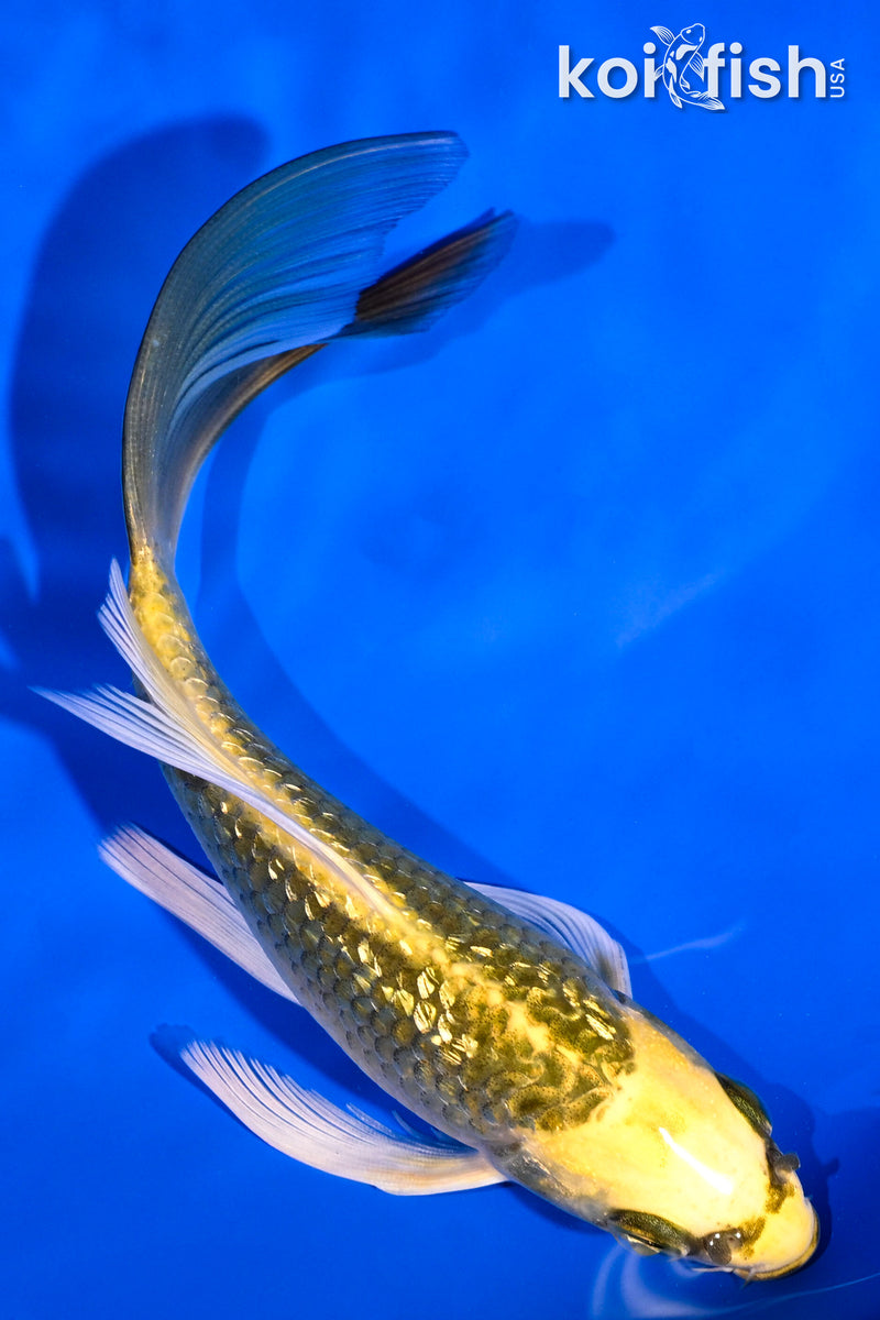 5.5" GINRIN KI MATSUBA BUTTERFLY