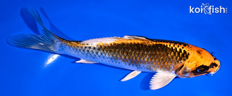 7" KUJAKU