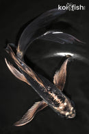7.75" KIKOKURYU BUTTERFLY