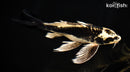 9.5" KIN KIKOKURYU BUTTERFLY