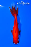 5.75" WAKIN GOLDFISH