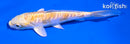 5" ARAGOKE LEMON HARIWAKE