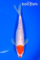 8.25" GINRIN KOHAKU