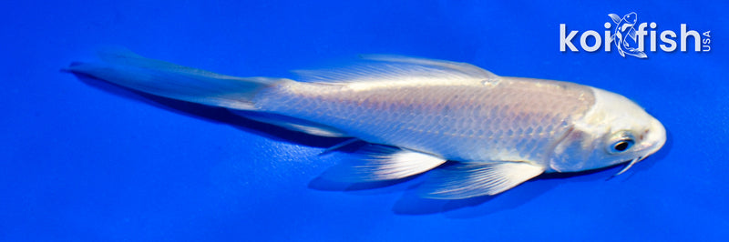5" CREAMY OGON BUTTERFLY