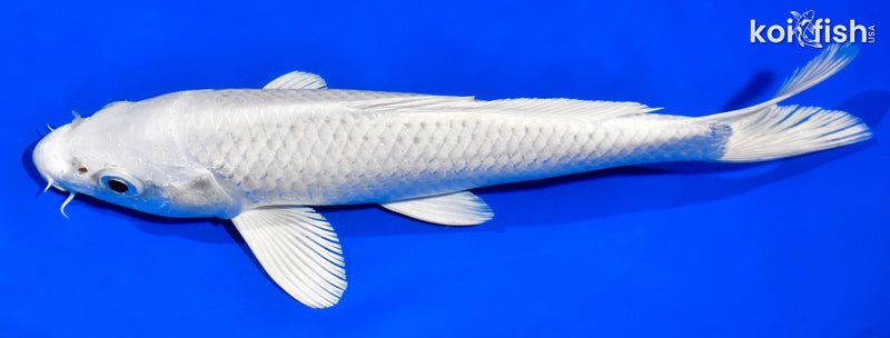 8" PLATINUM OGON