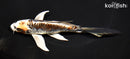 6.25" BENI KIKOKURYU BUTTERFLY