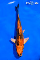 5" KIN HI UTSURI