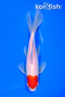 6" WAKIN GOLDFISH