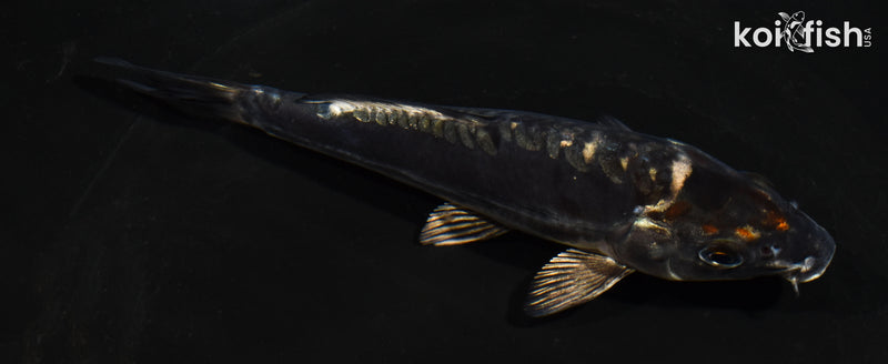 5.5" ARAGOKE BENI KIKOKURYU