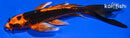 5.75" ORENJI MATSUBA BUTTERFLY