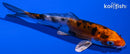 4.5" HEISEI NISHIKI