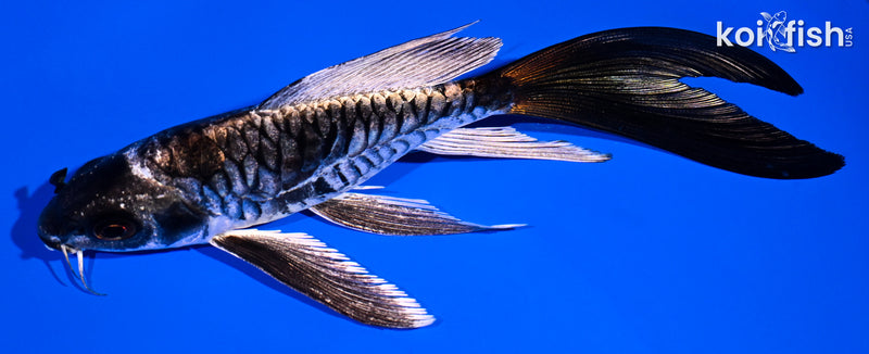 5.75" KIKOKURYU BUTTERFLY