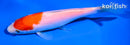 5.5" KOHAKU