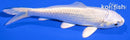 4.25" PLATINUM OGON