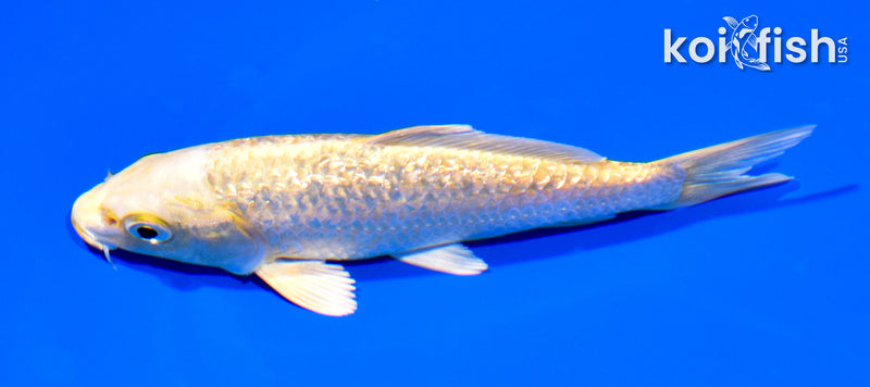 5.5" GINRIN YAMABUKI OGON