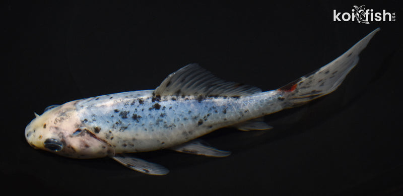 7" SHUBUNKIN GOLDFISH