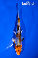 4.5" HEISEI NISHIKI