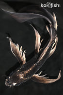 9.75" BENI GINGA BUTTERFLY