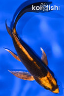 5.25" KIN ORENJI MATSUBA BUTTERFLY