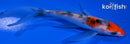 5" SANKE BUTTERFLY