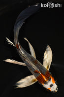 6.5" BENI GINGA BUTTERFLY