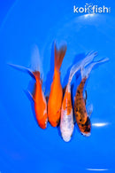 PACK OF (4) 5.25-6" COMET GOLDFISH