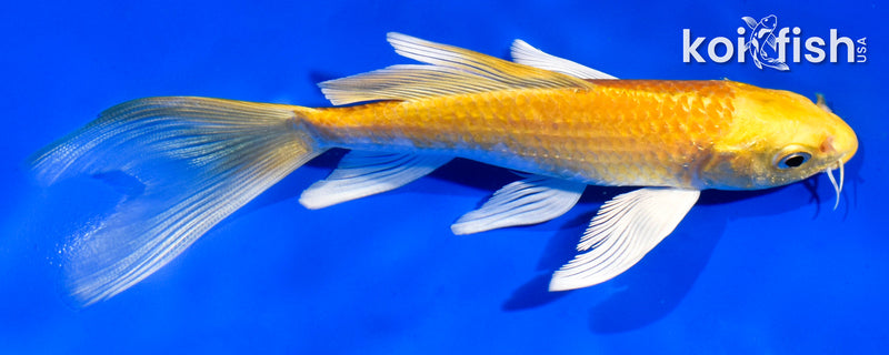 6" YAMABUKI OGON BUTTERFLY