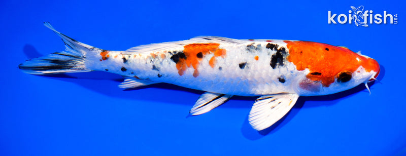 8.5" YAMATO NISHIKI