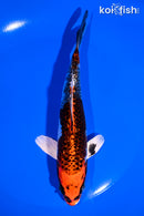 6.75" GINRIN BENI GINGA