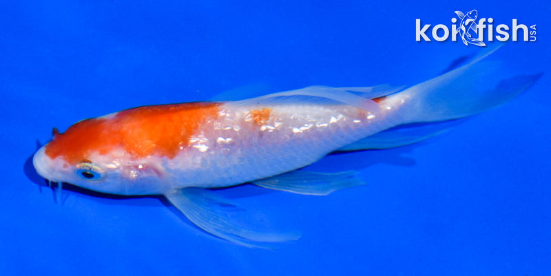 4" GINRIN KOHAKU BUTTERFLY