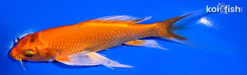 6" HARIWAKE BUTTERFLY