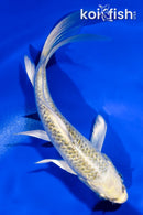 4.5" GINRIN KUJAKU BUTTERFLY