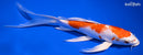 8.75" HARIWAKE BUTTERFLY