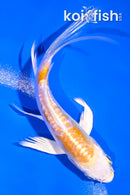 4" DOITSU LEMON HARIWAKE BUTTERFLY