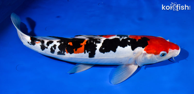 14.5" DOITSU SANKE