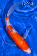 8.25" KOHAKU BUTTERFLY