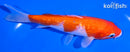5.75" GINRIN KOHAKU