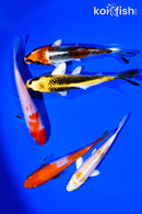 PACK OF (5) 4-5" STANDARD KOI