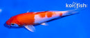 5.5" HARIWAKE