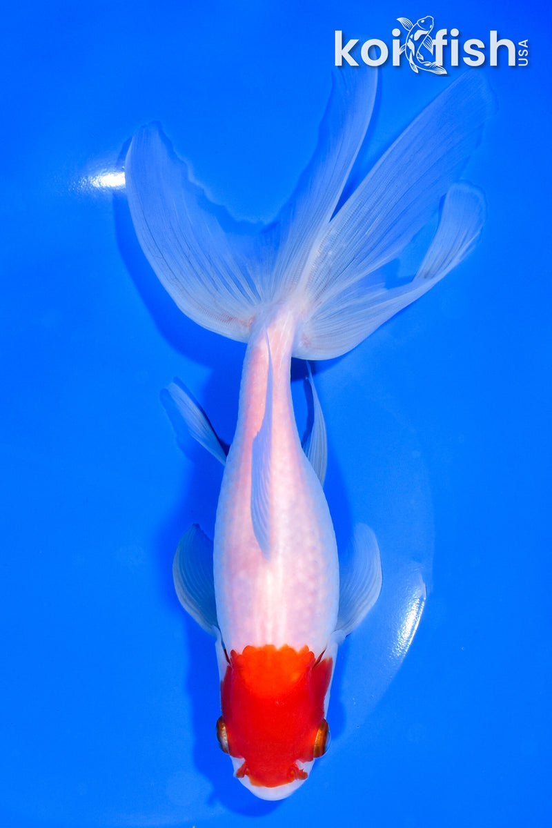 8" WATONAI GOLDFISH