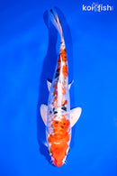 8" ARAGOKE HEISEI NISHIKI