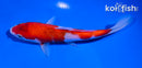 5.5" SANKE