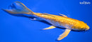 8" GINRIN YAMABUKI OGON BUTTERLFY