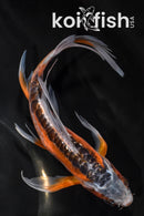 7.25" GINRIN HI SHUSUI BUTTERFLY